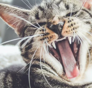 Adorable Cats: The Irresistible Charm of Our Feline Friends