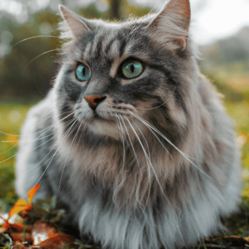 The Ultimate Guide to Caring for Your Cat: Tips and Essentials