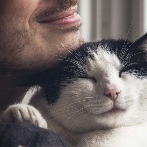 The Joy of Having a Cat as a Companion: Why Cats Make Perfect Pets